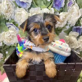 Yorkshire Terrier