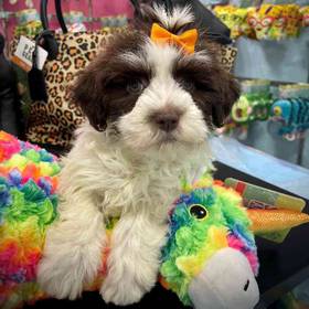 Havanese