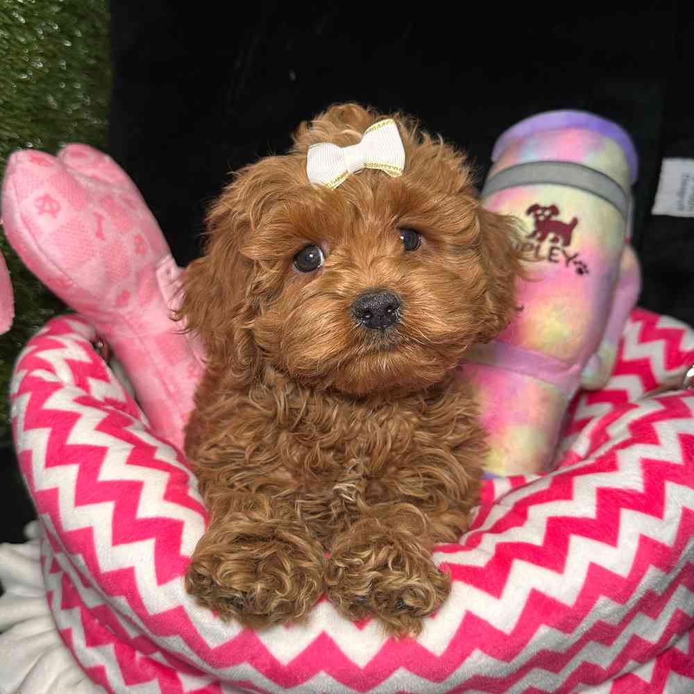 carousel pet images