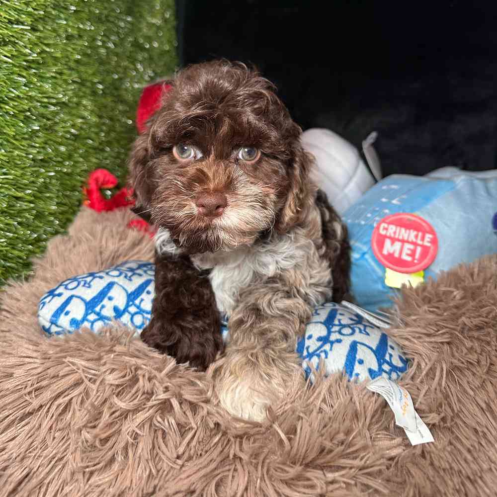 pet breed image