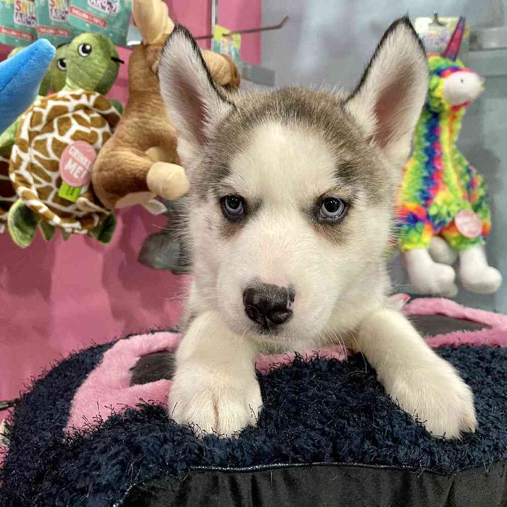 carousel pet images