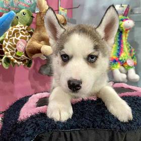 Siberian Husky