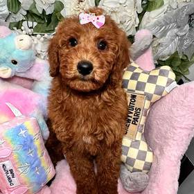 Mini Goldendoodle 2nd Gen