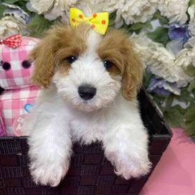 Mini Poodle