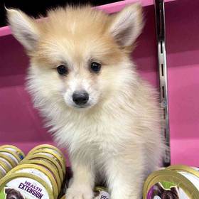 Pomsky
