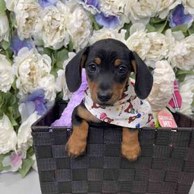 Mini Dachshund