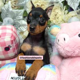 Miniature Pinscher