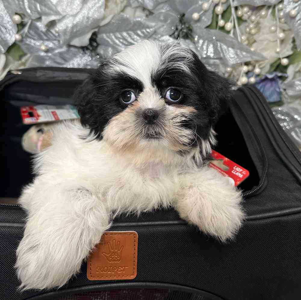 carousel pet images