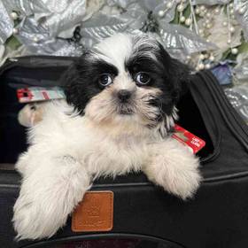 Shih Tzu