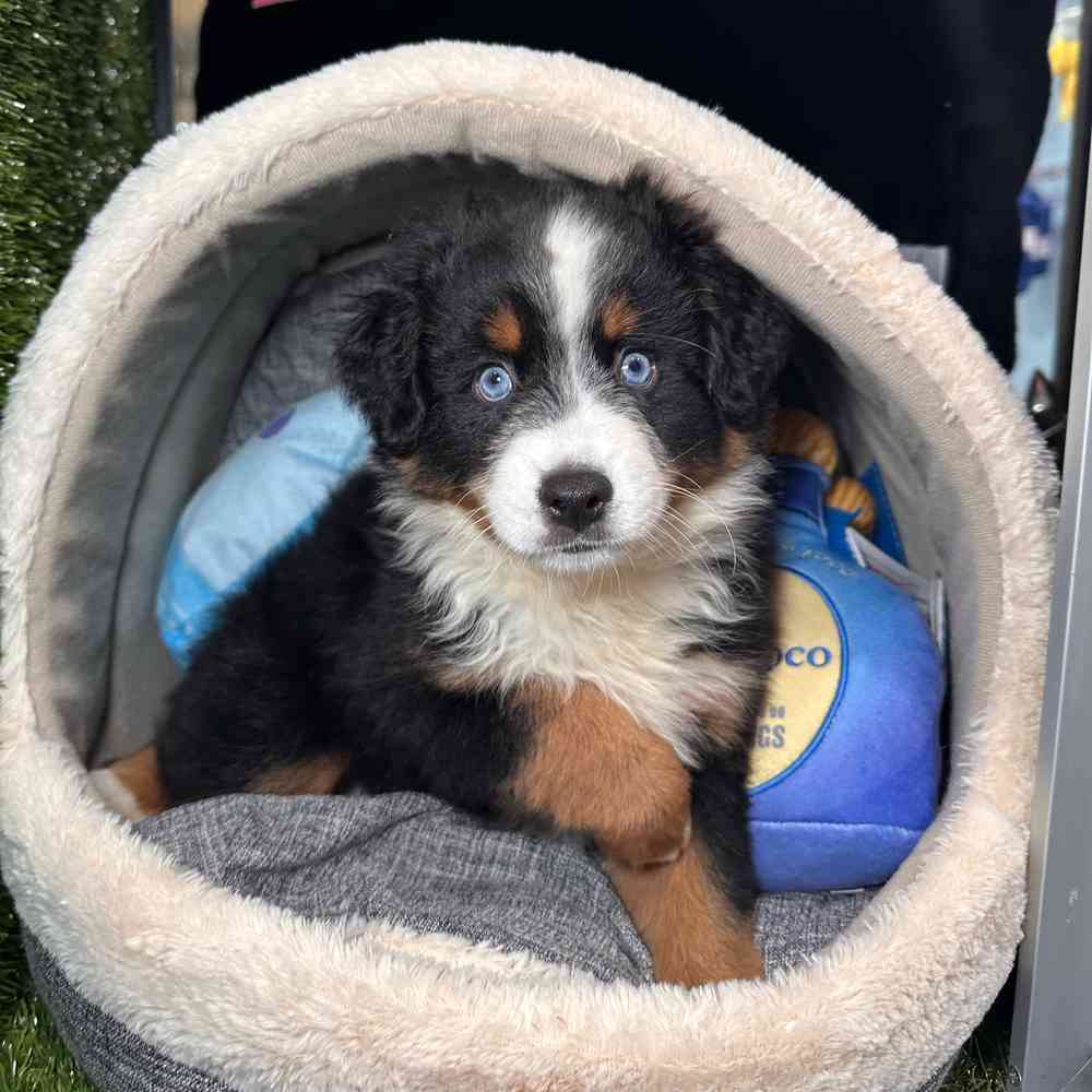 carousel pet images