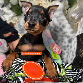 Miniature Pinscher