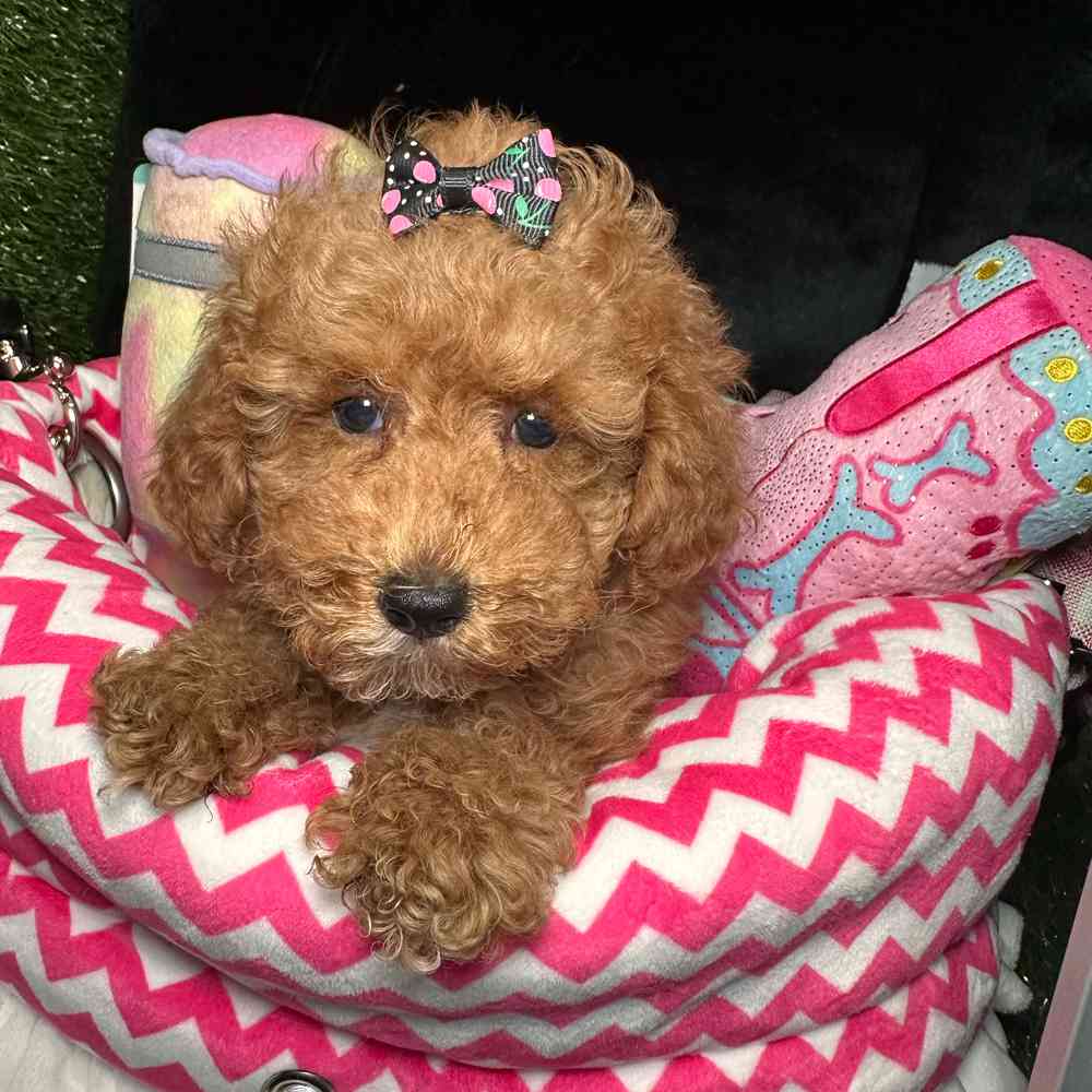 carousel pet images