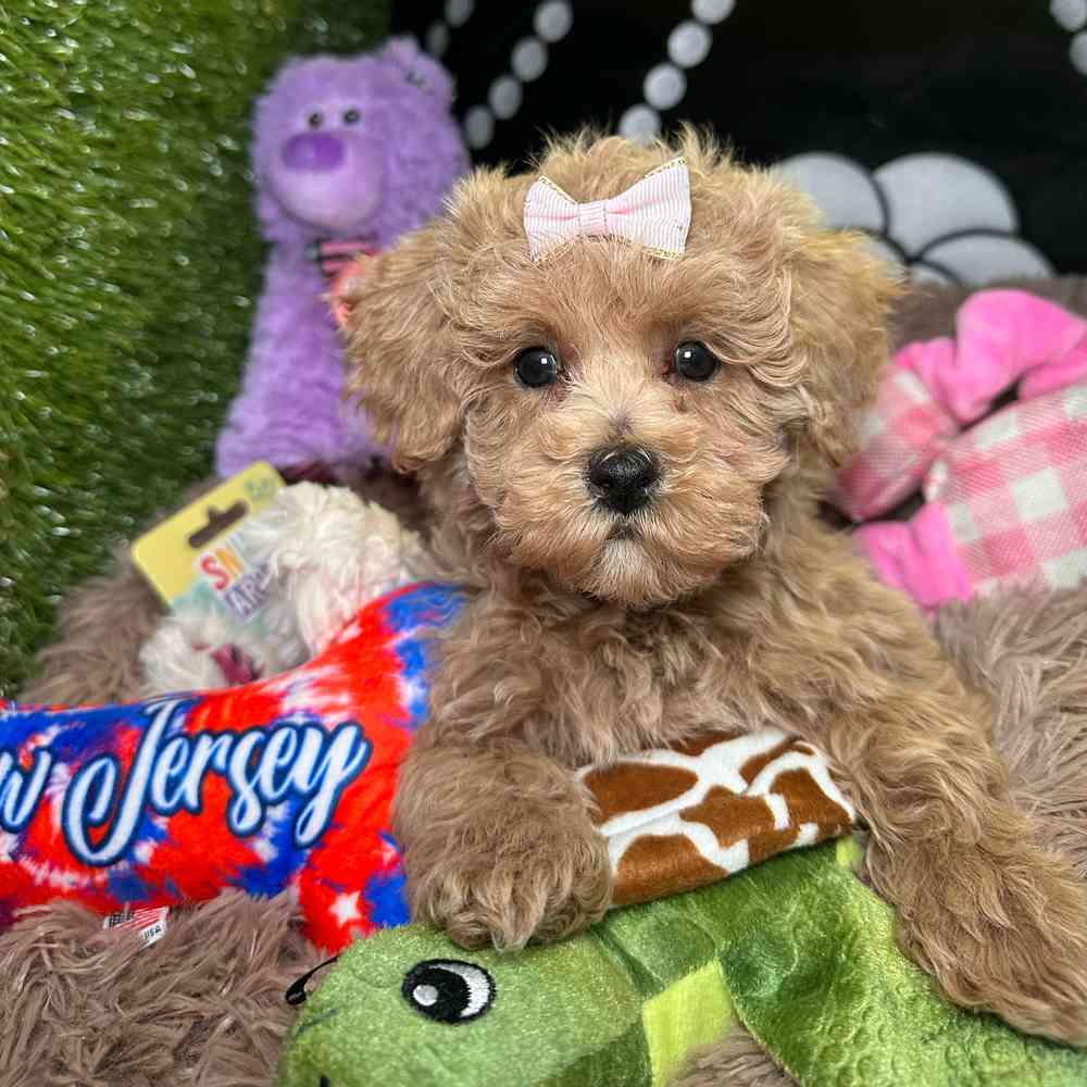 carousel pet images