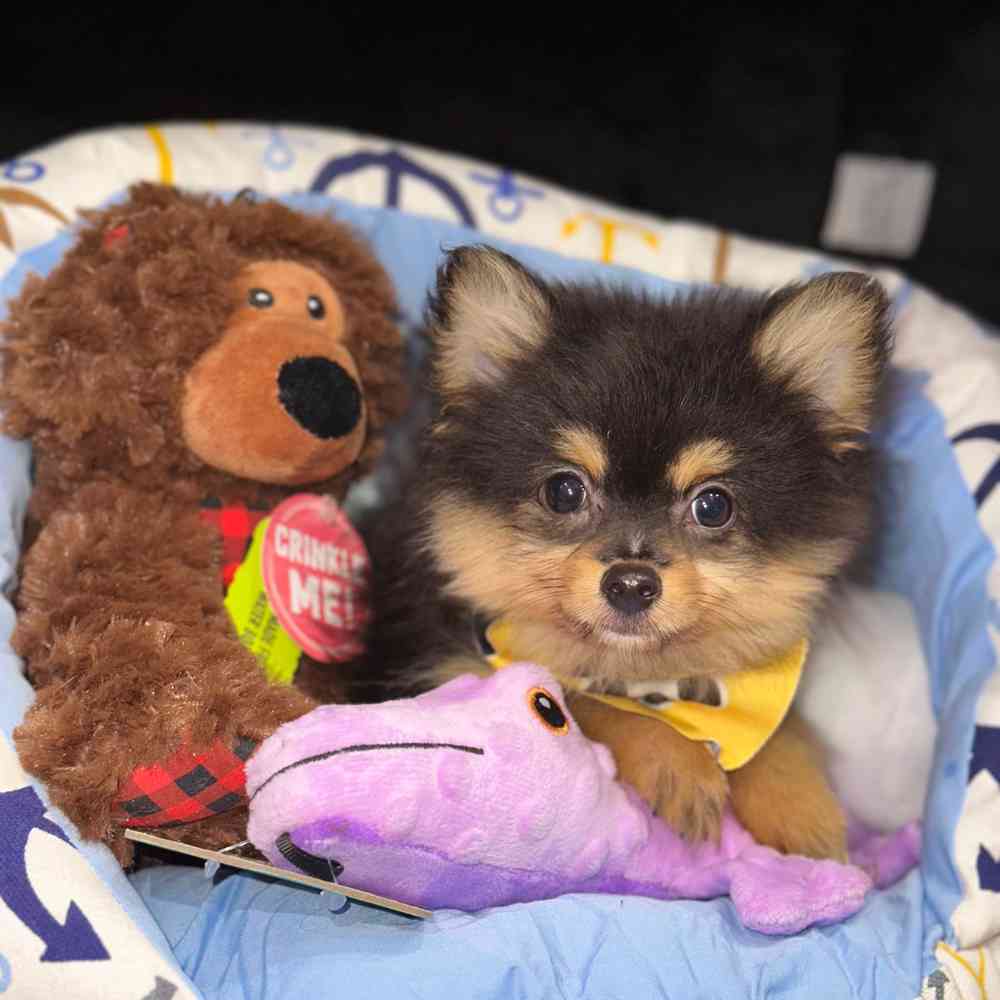 carousel pet images
