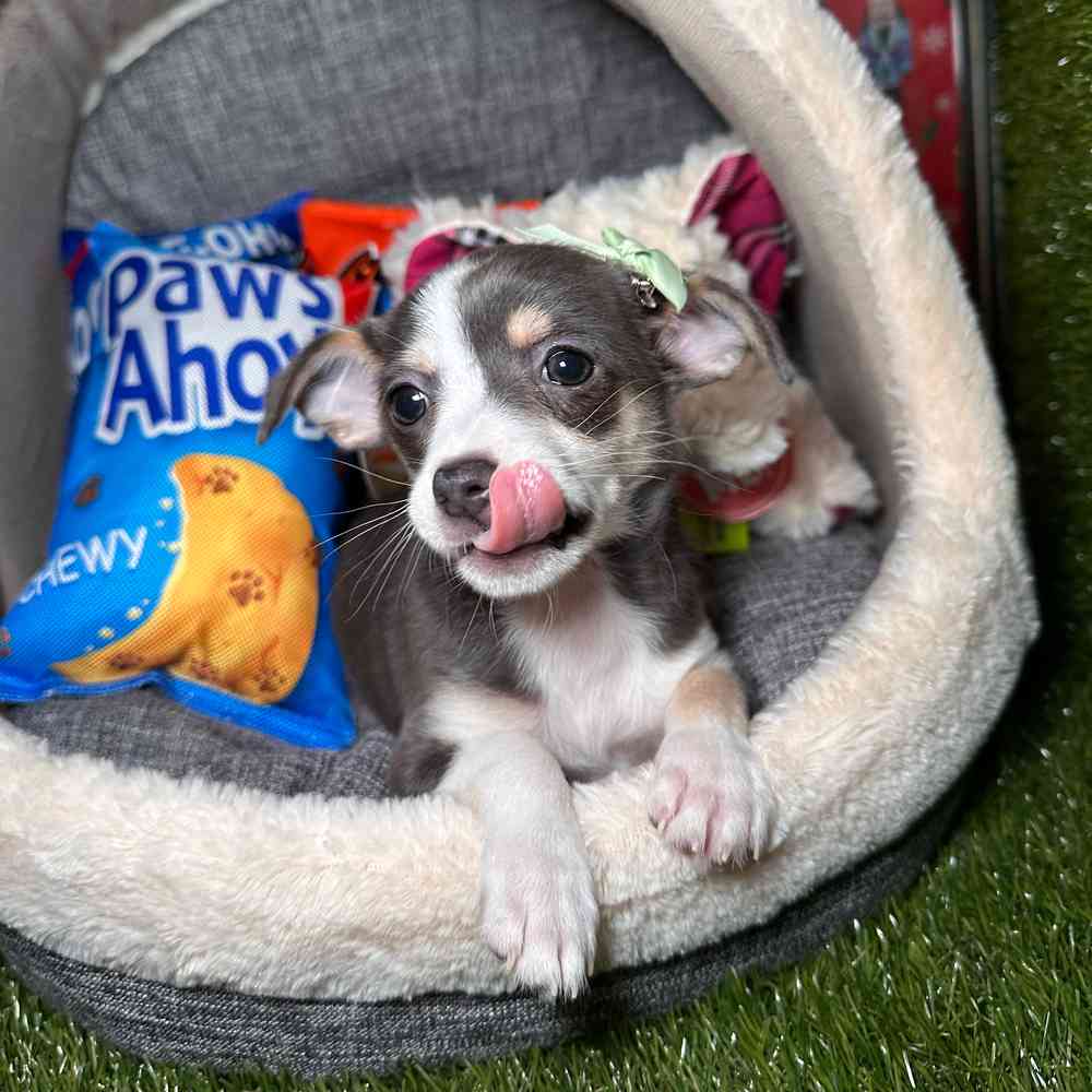 carousel pet images