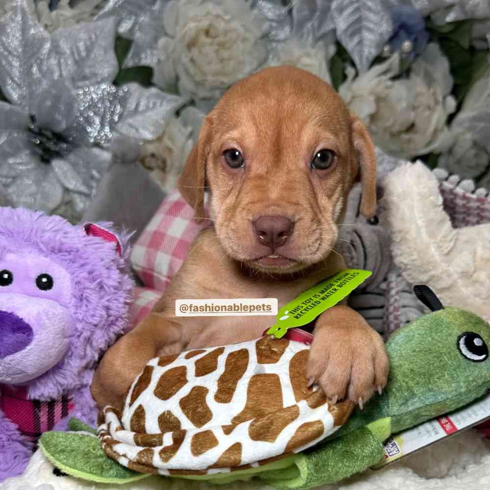 carousel pet images