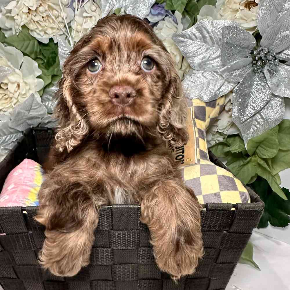 carousel pet images