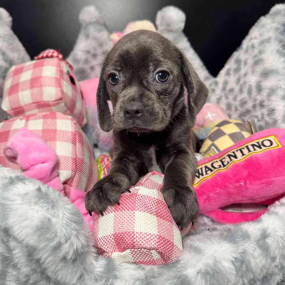 carousel pet images