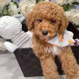 Mini Poodle