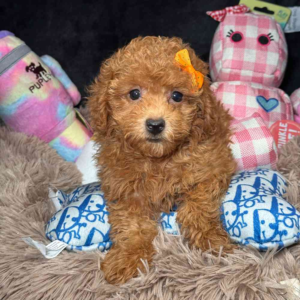 pet breed image