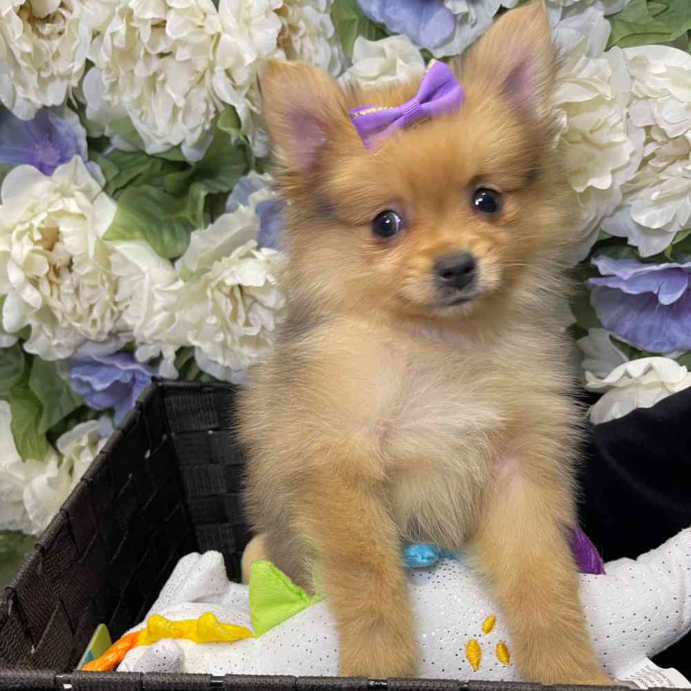 carousel pet images