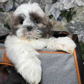 Shih Tzu