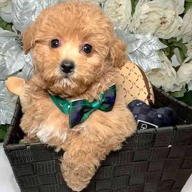 Mini Poodle