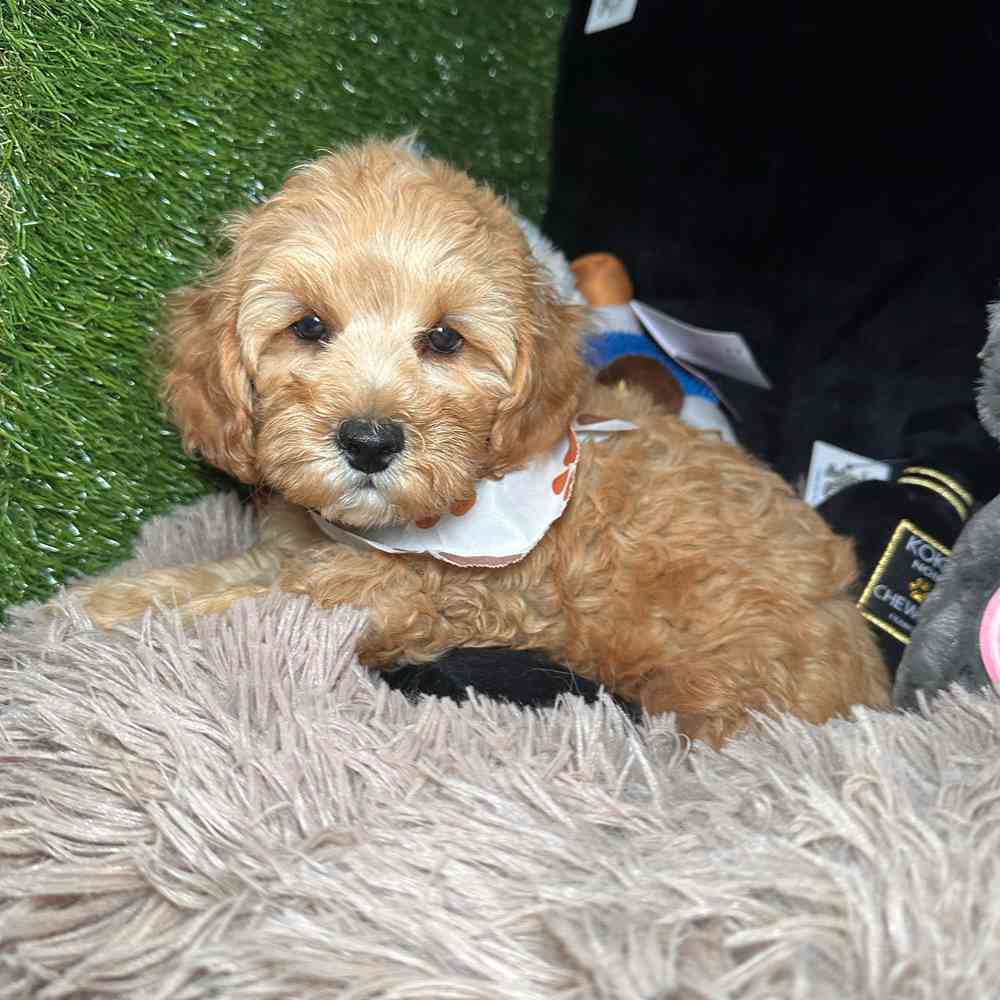 pet breed image