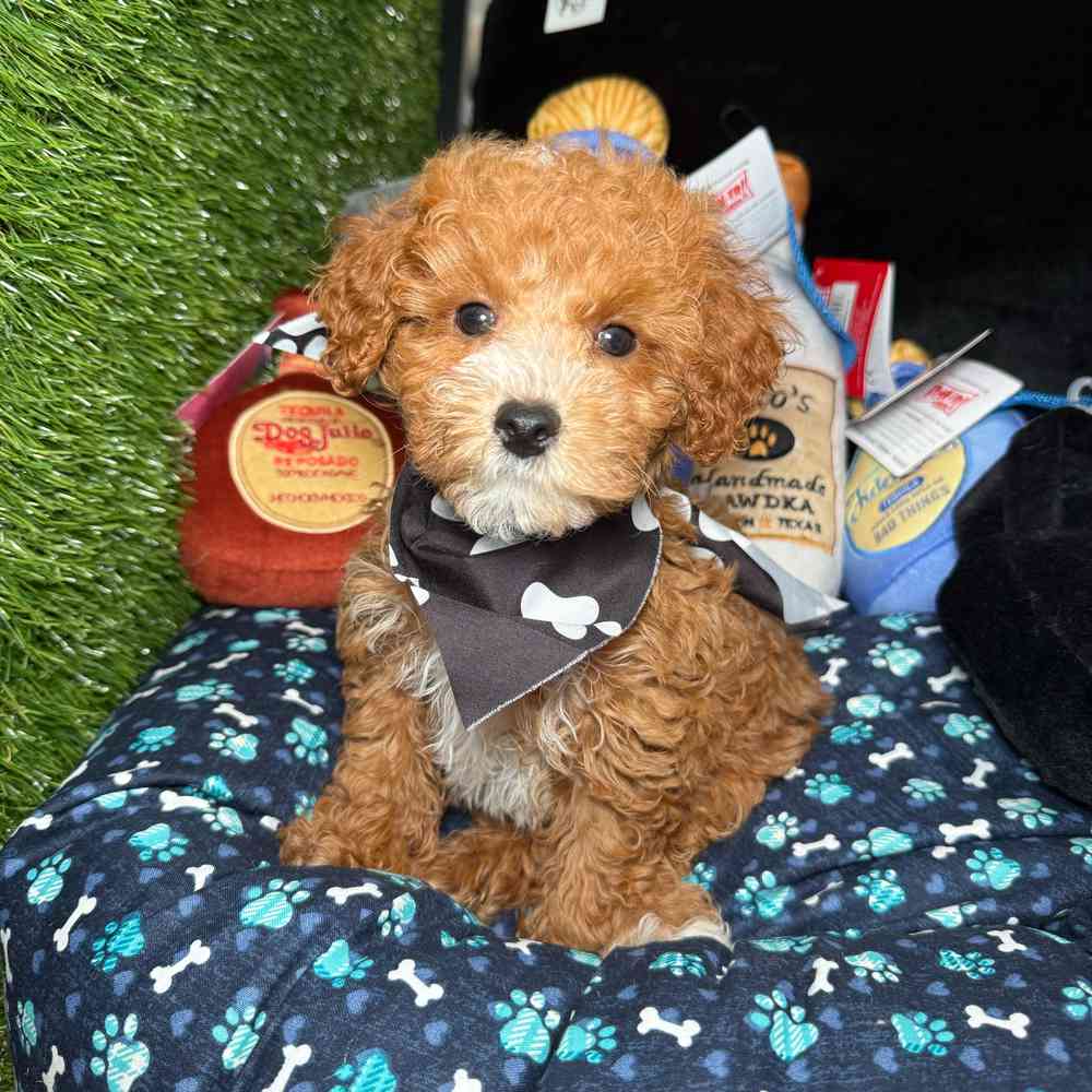 pet breed image