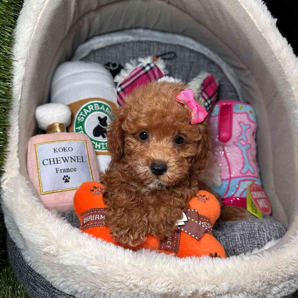 carousel pet images