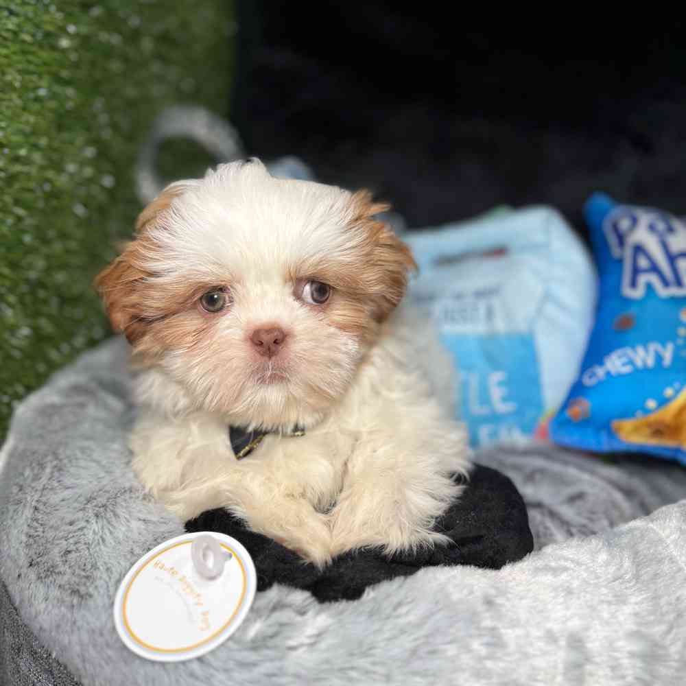 Image of a pet breed in the gallery
