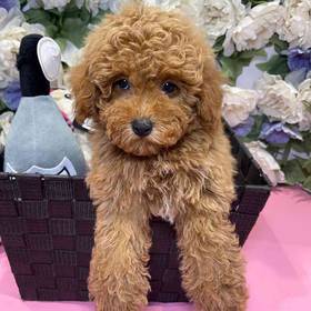 Mini Poodle