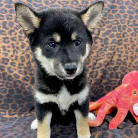 Shiba Inu