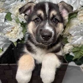 Shepsky
