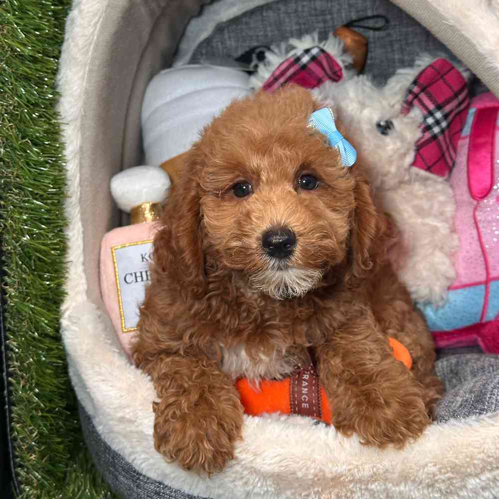 carousel pet images