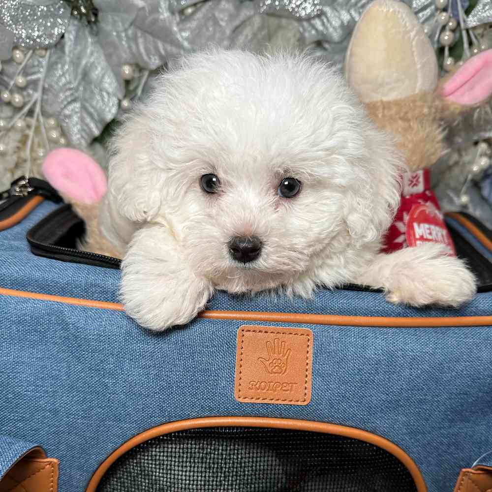 carousel pet images