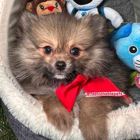 Pomeranian