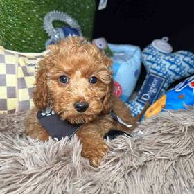 Cavapoo