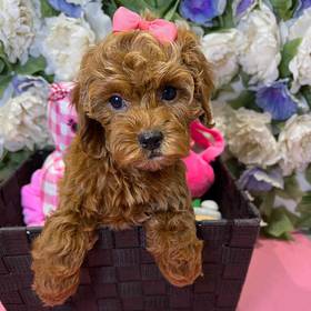 Cavapoo 2nd Generation