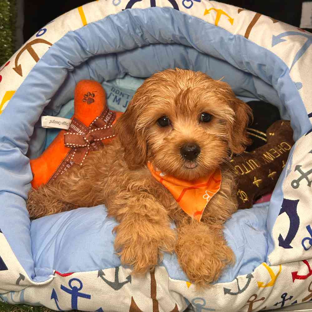 pet breed image