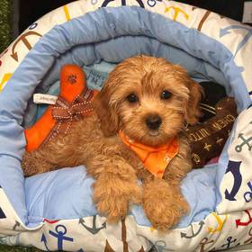 Cavapoo 2nd Generation