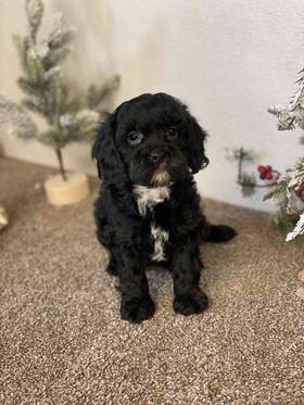 Cavapoo
