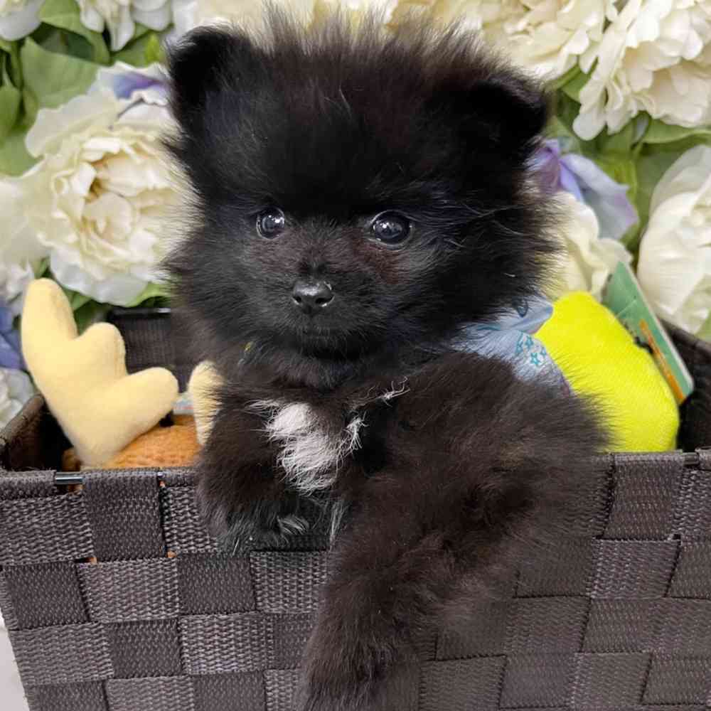 carousel pet images