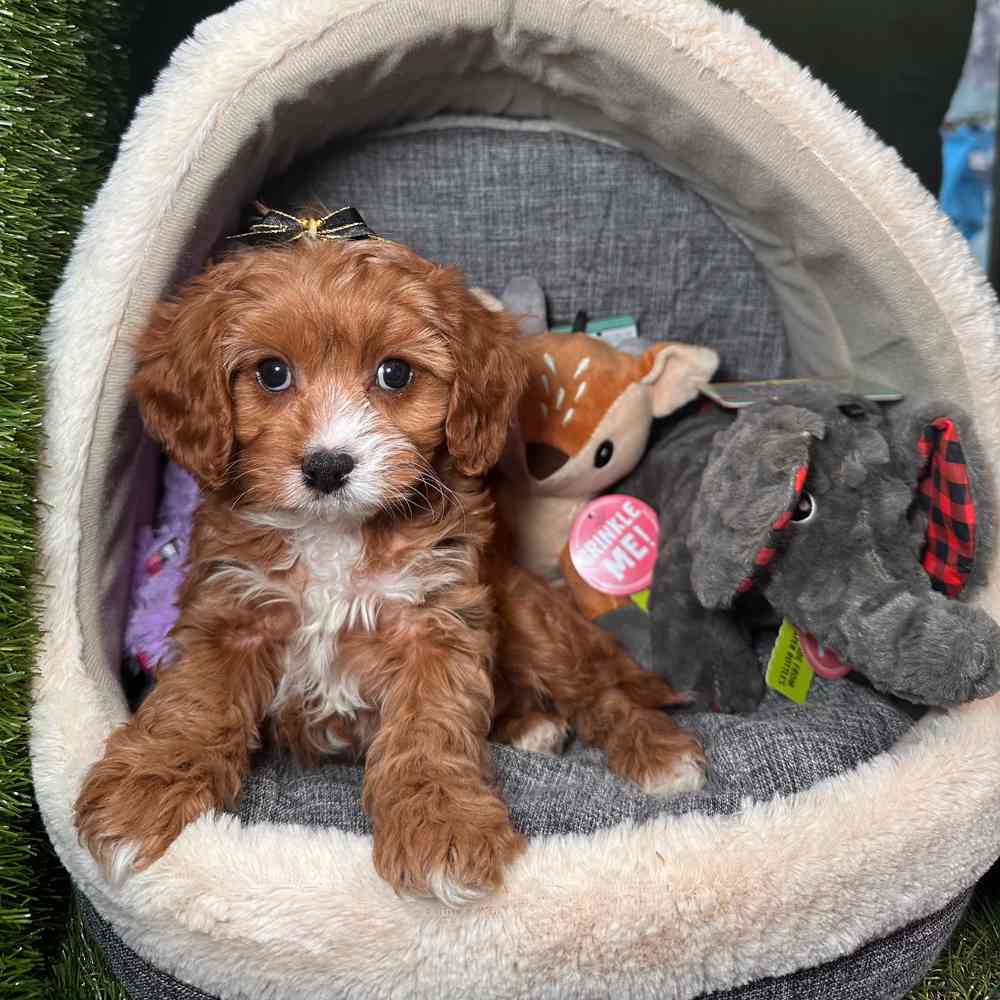 carousel pet images