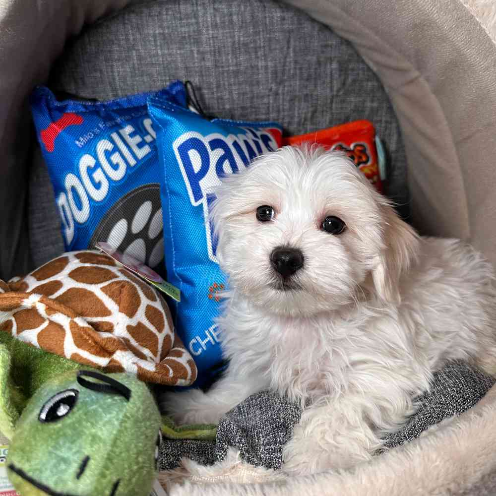 carousel pet images