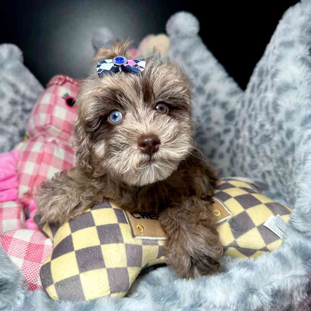 carousel pet images