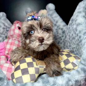 Cockapoo