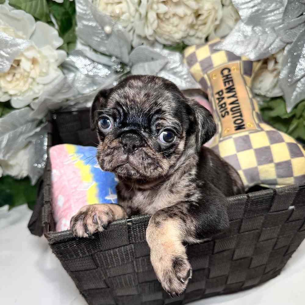 carousel pet images