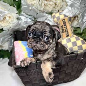 Pug