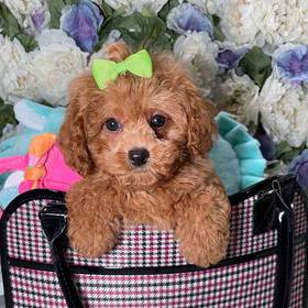 Mini Poodle